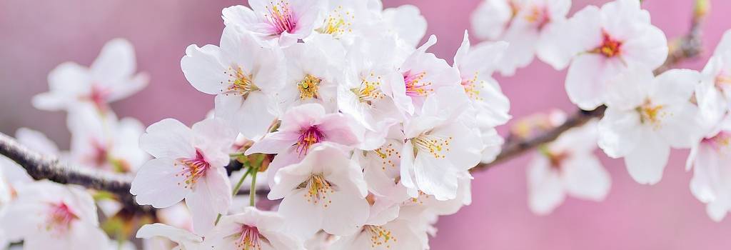 10 Conversation Starters Questions About Arboretums