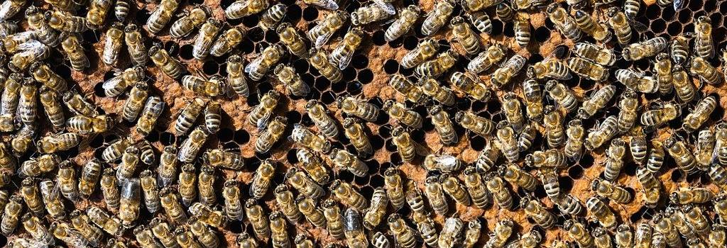 10 Conversation Starters Questions About Beekeeping