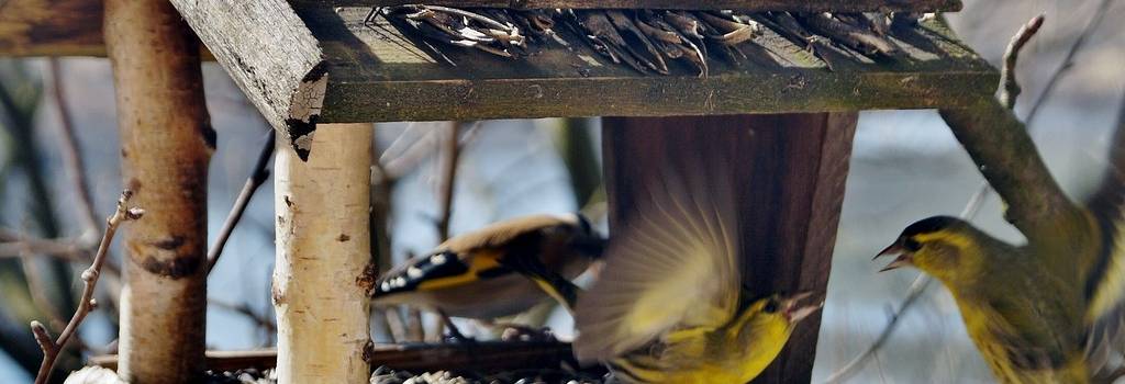 10 Conversation Starters Questions About Bird Feeders