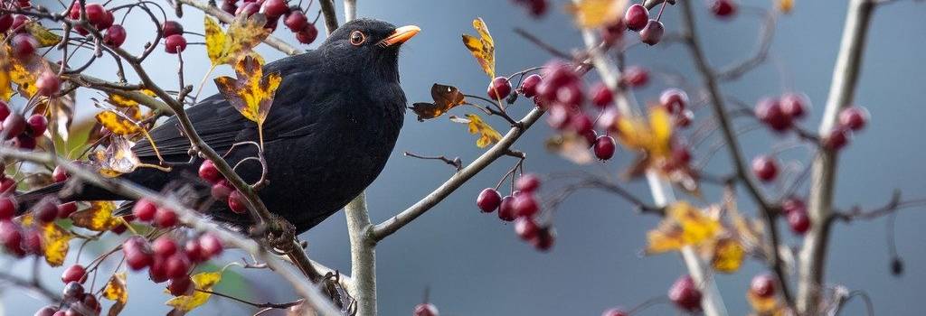 10 Conversation Starters Questions About Bird Watching