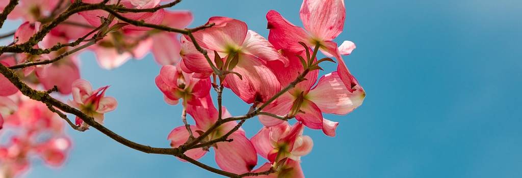 10 Conversation Starters Questions About Botanical Gardens
