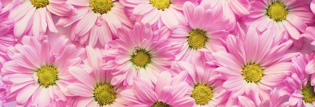 10 Conversation Starters Questions About Flower Gardening
