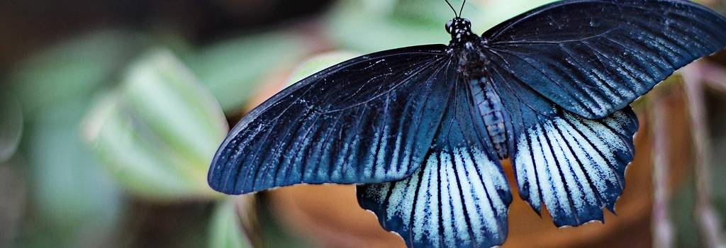 10 Conversation Starters Questions About Garden Art