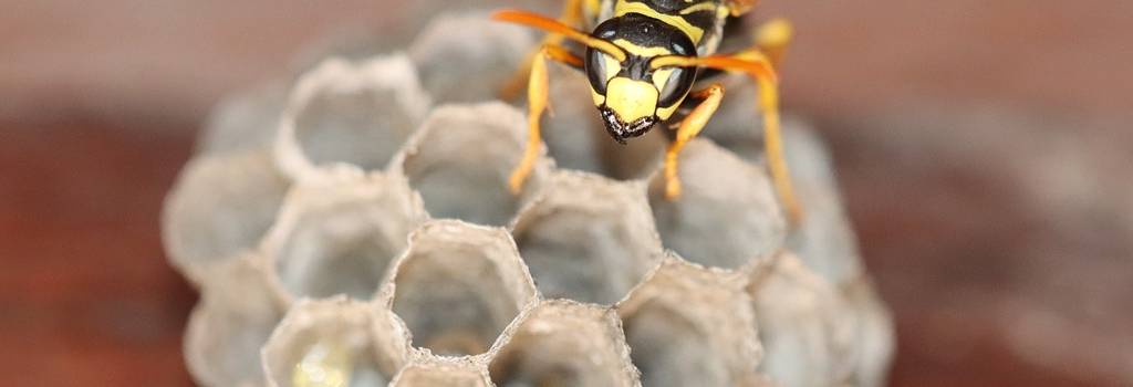 10 Conversation Starters Questions About Garden Pests