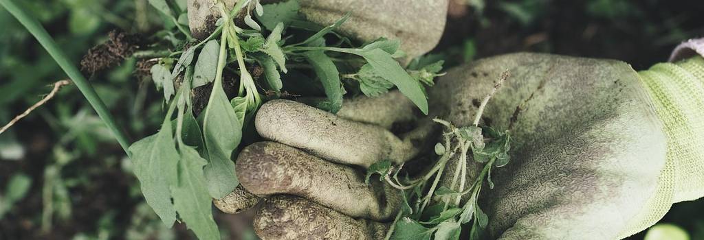 10 Conversation Starters Questions About Gardening tips