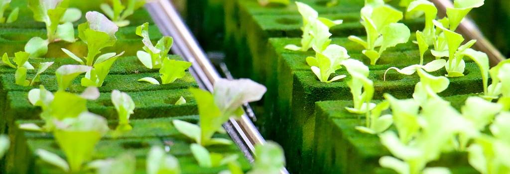 10 Conversation Starters Questions About Hydroponics