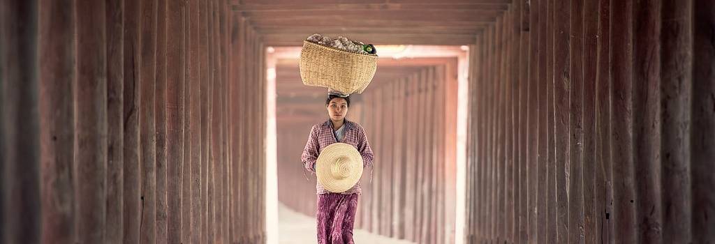 outdoor rice seeds carry wheat