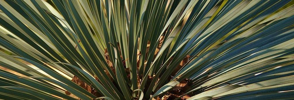 10 Conversation Starters Questions About Landscaping
