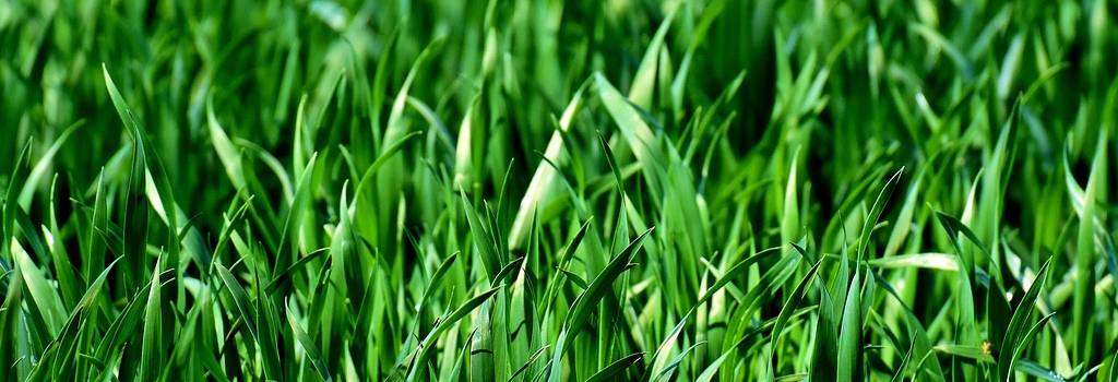 10 Conversation Starters Questions About Lawn Care