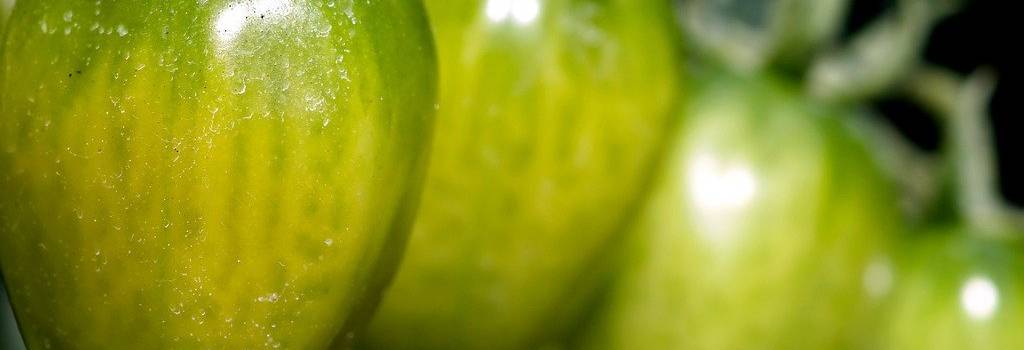 10 Conversation Starters Questions About Organic Gardening