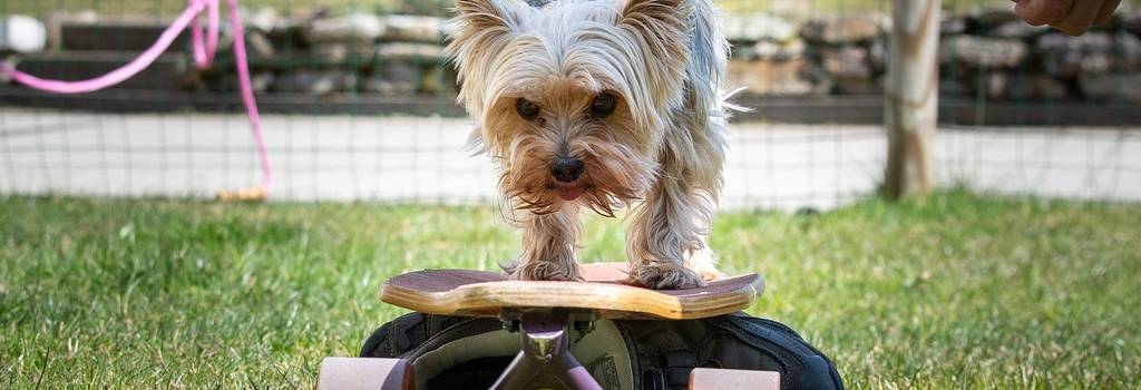 10 Conversation Starters Questions About Pet Training