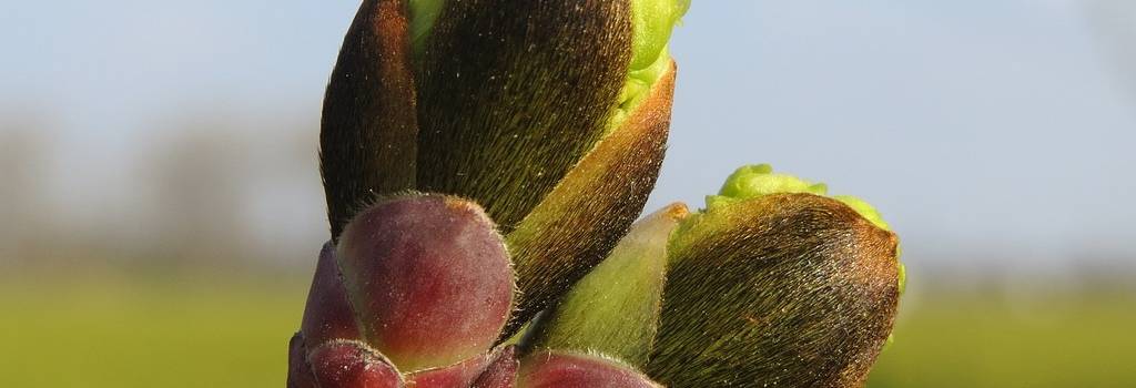10 Conversation Starters Questions About Plant Species