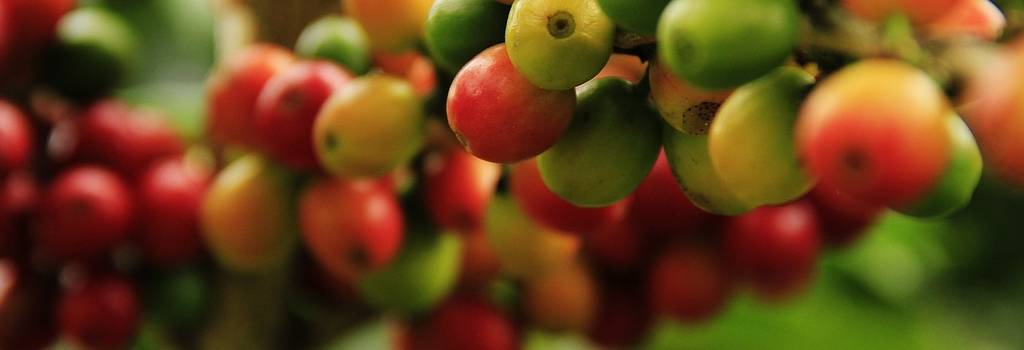 10 Conversation Starters Questions About Urban Farming