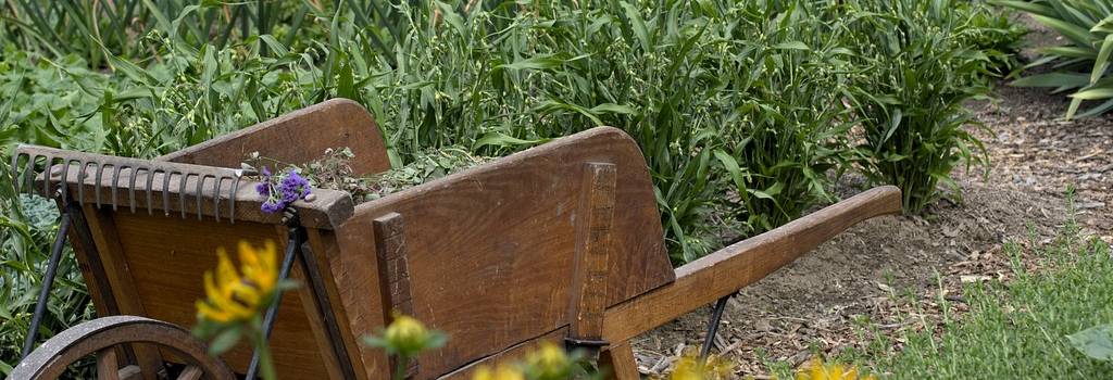 10 Conversation Starters Questions About Vegetable Gardening