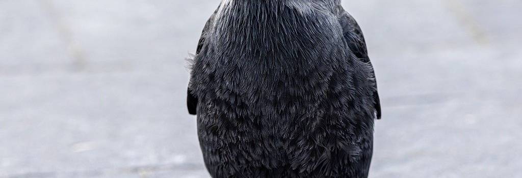 10 Conversation Starters Questions About Wildlife Conservation