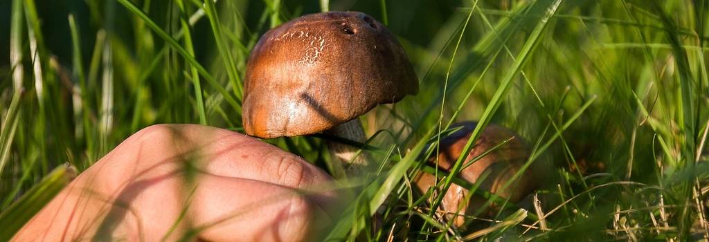 mushrooms forest collecting collect